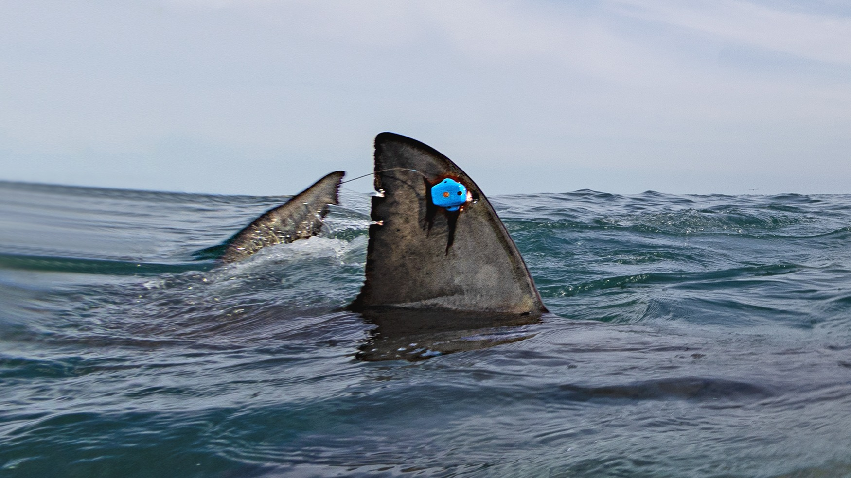 Salvager’s dorsal fin breaking the ocean surface with a blue satellite transmitter attached.