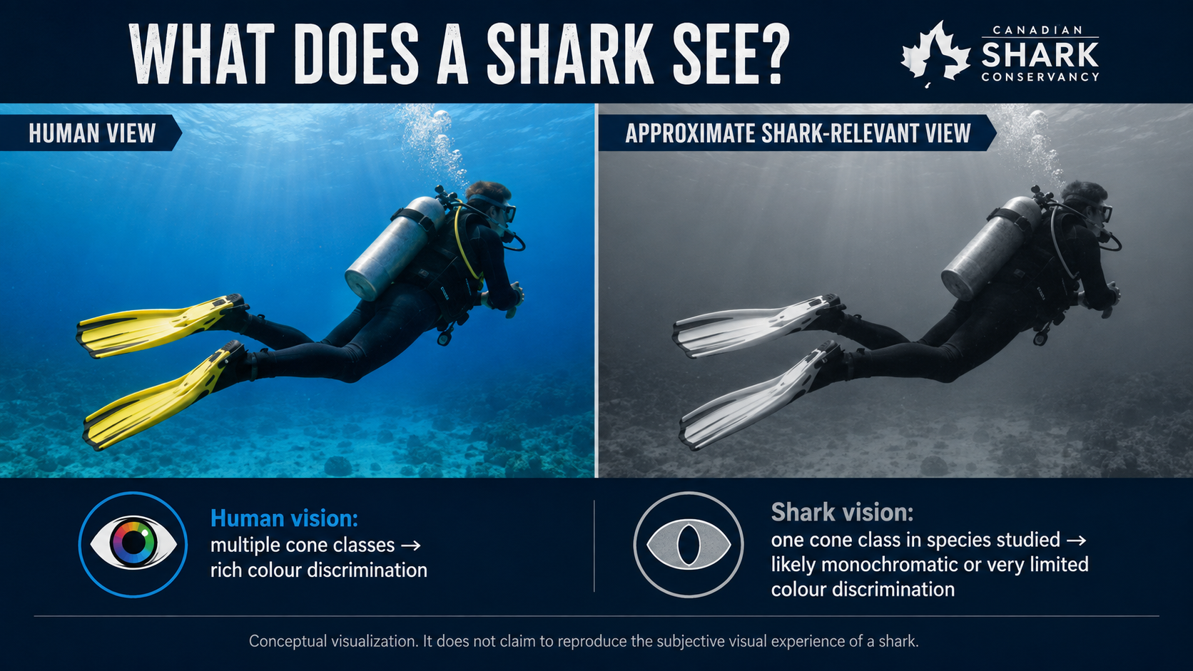 Conceptual comparison of a diver viewed with human colour vision and with contrast-focused shark-relevant vision.