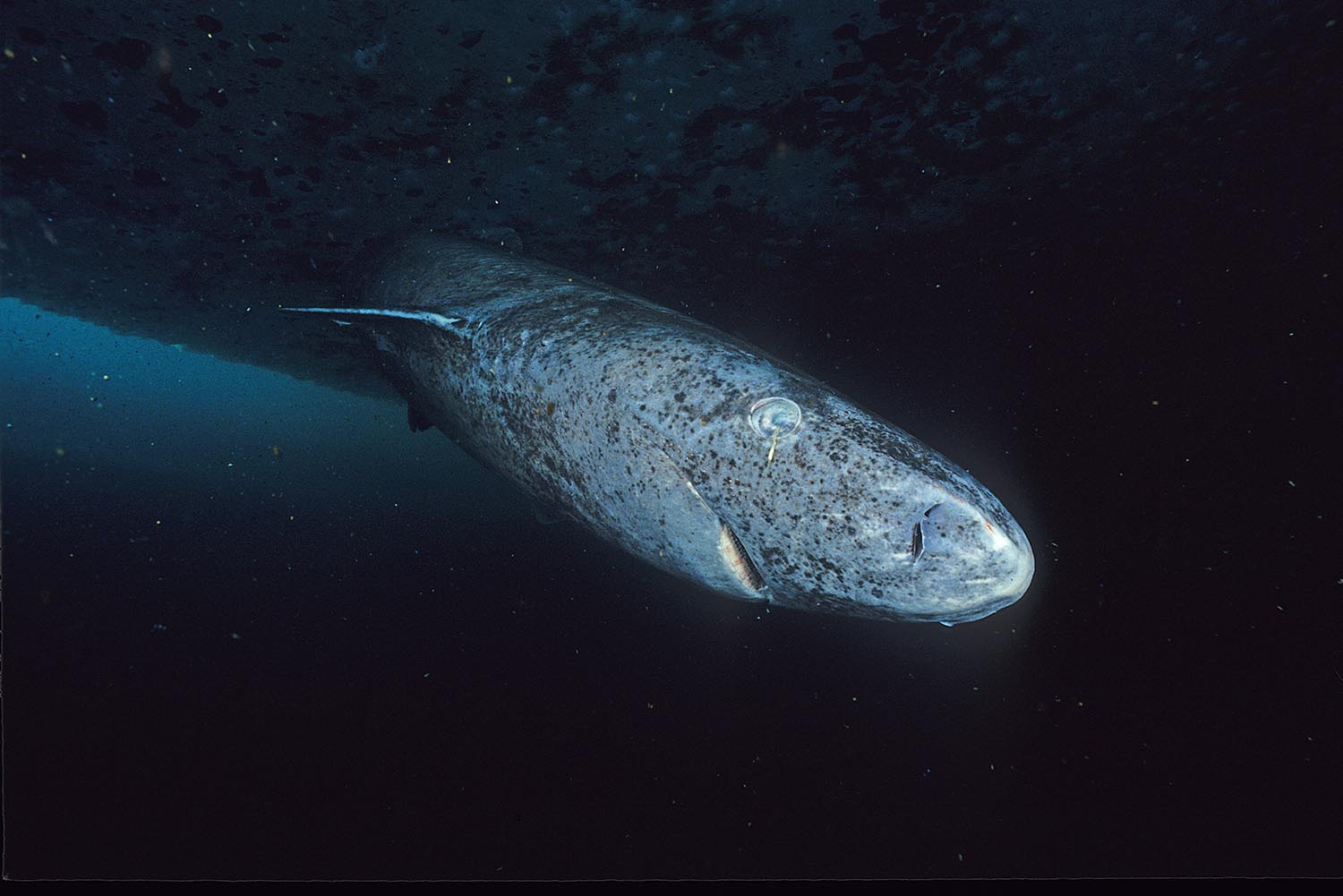 Underwater photograph showing a Greenland shark’s rounded snout, small eye and mottled grey skin.