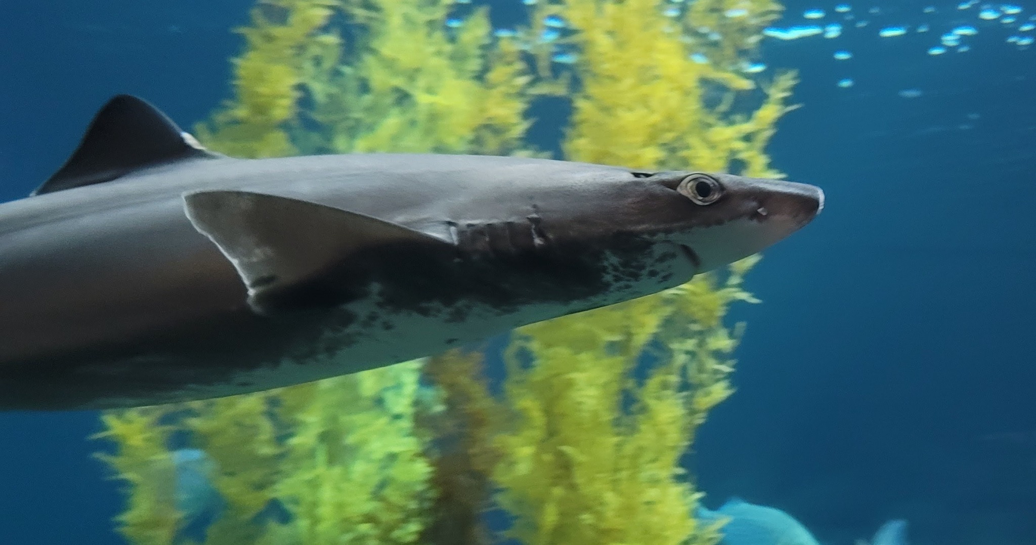Pacific spiny dogfish at Monterey Bay Aquarium, California.