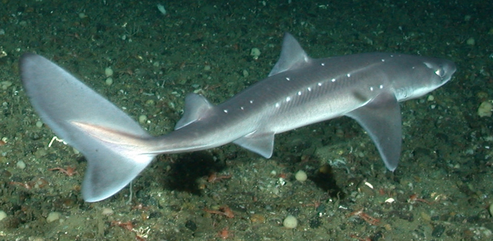 Wild spiny dogfish over gravel in Olympic Coast National Marine Sanctuary, Washington.