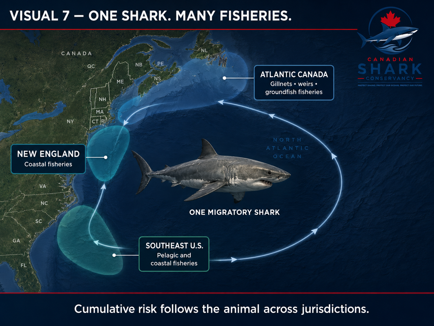 Map of one migratory white shark moving between Atlantic Canada, New England and the southeastern United States and Gulf of Mexico.