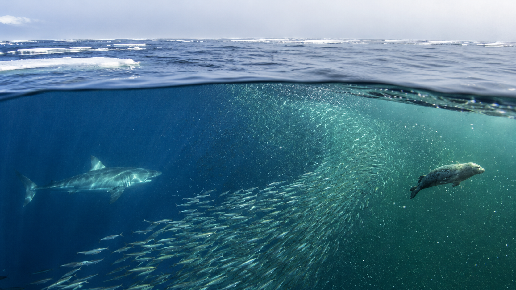 A white shark follows schooling fish and a grey seal along the boundary between cold and productive Atlantic water beneath retreating seasonal sea ice.