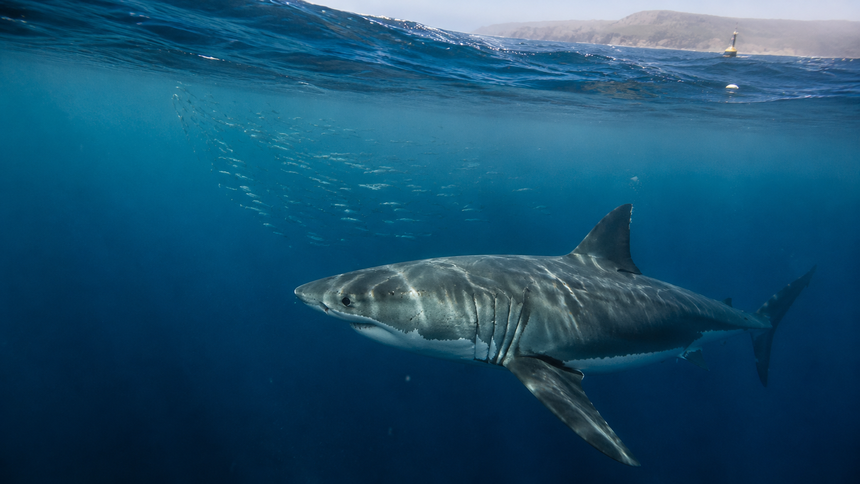 A mature white shark swimming beneath the surface in cold Atlantic Canadian water, with schooling fish, a distant coastline and an offshore monitoring buoy.