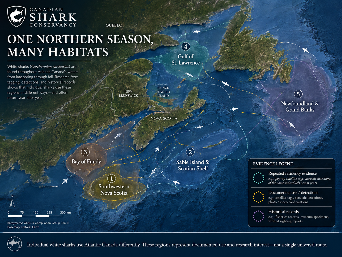 Map of Atlantic Canada showing broad white-shark research regions, conceptual movements and differing levels of evidence.