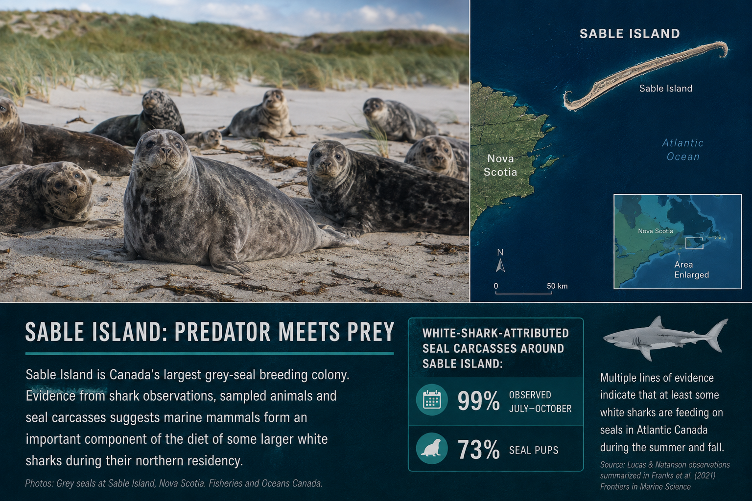 Grey seals on Sable Island beside a map locating the island off Nova Scotia and data about white-shark-attributed seal carcasses.