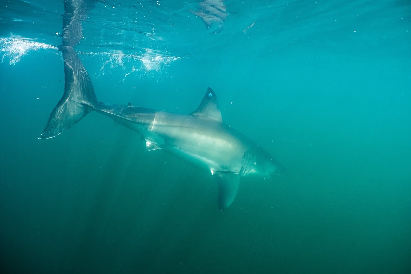 A free-swimming white shark seen broadside beneath the surface in Nova Scotia waters.