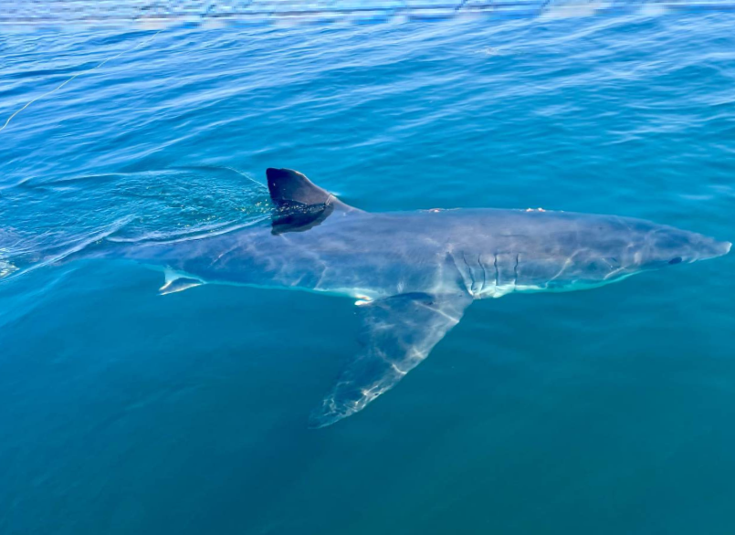 A free-swimming white shark seen just beneath the surface in clear blue Atlantic water.