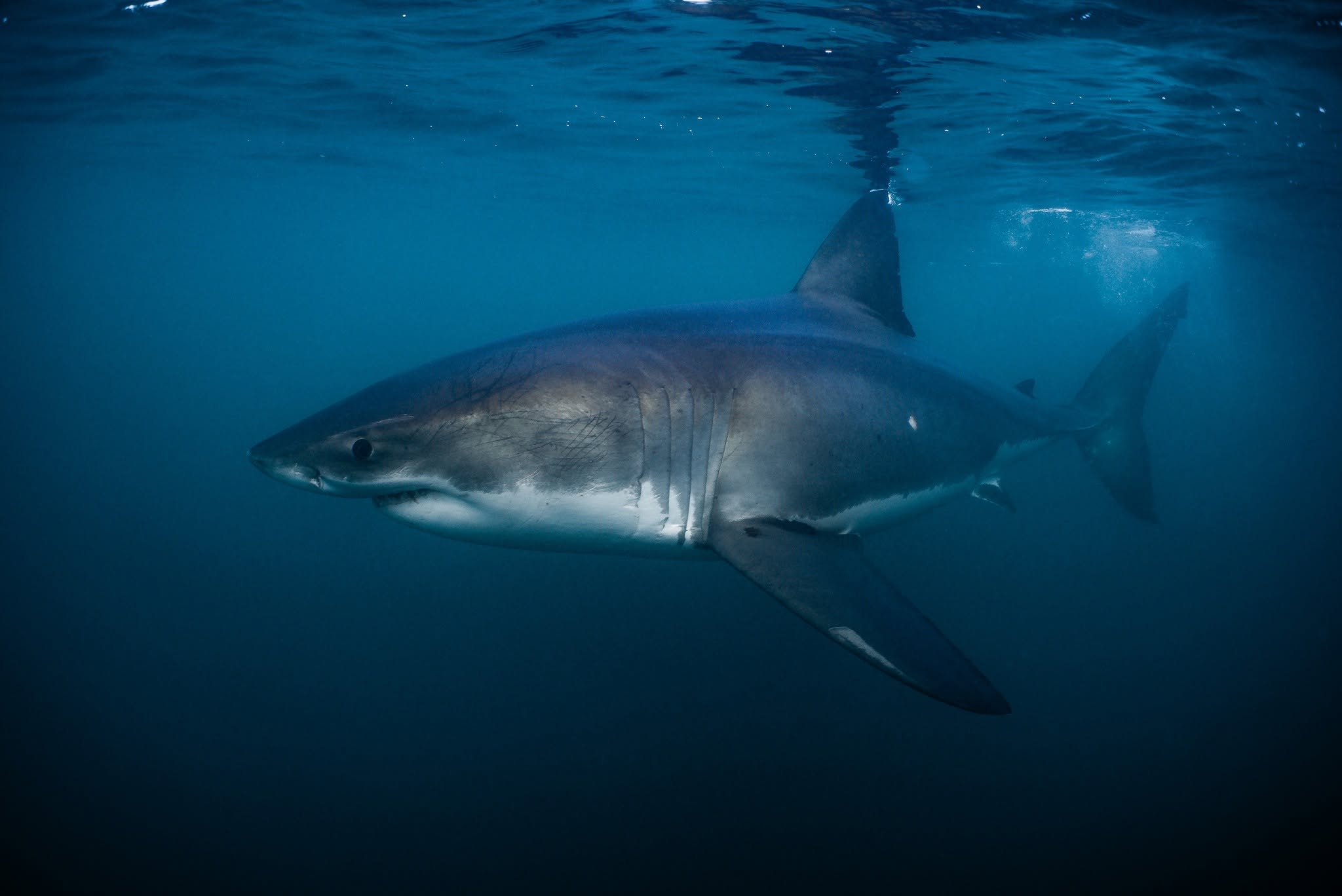 A white shark swimming freely just beneath the surface in clear blue Nova Scotia water.