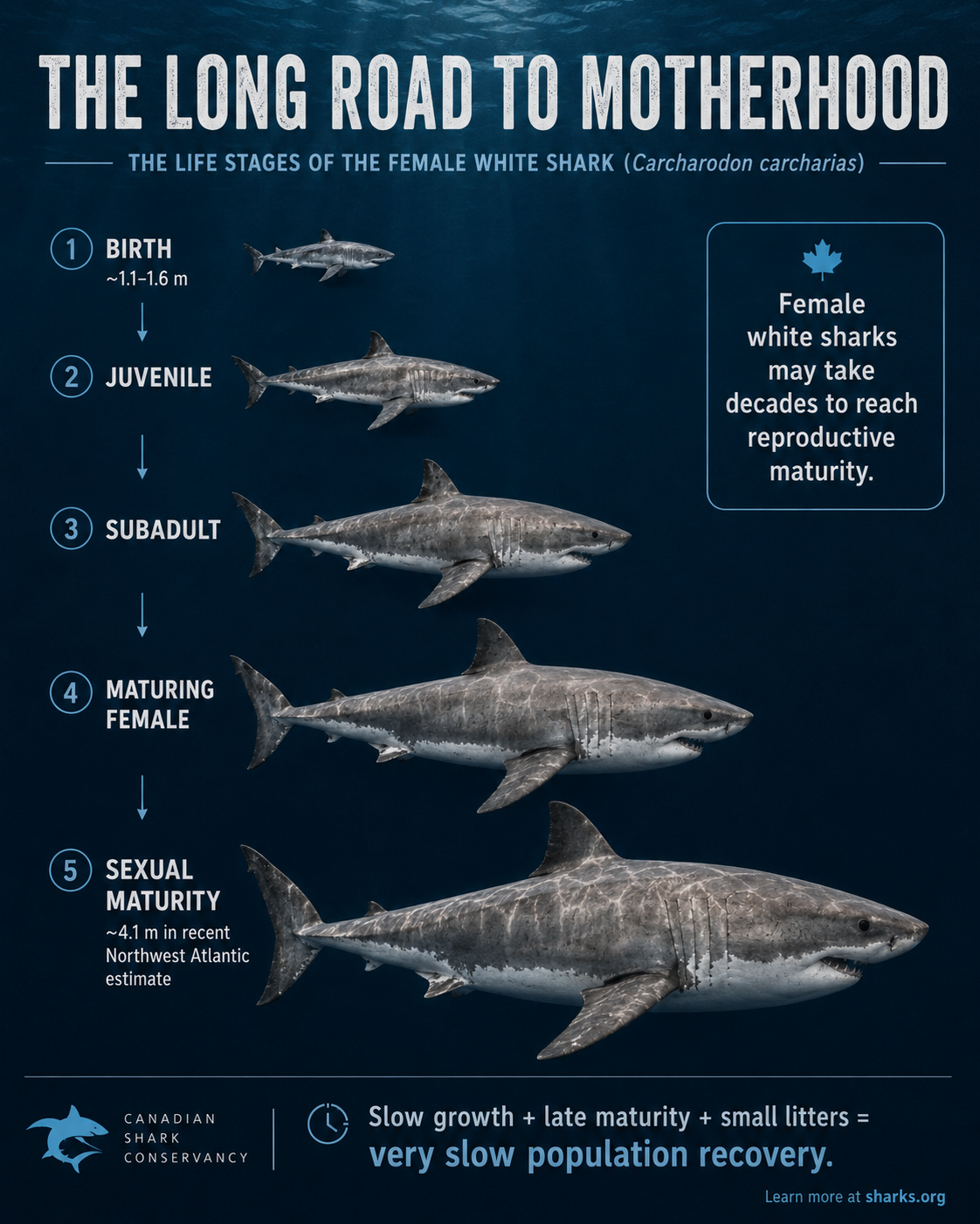 Life stages of a female white shark from birth through juvenile and subadult growth to sexual maturity.