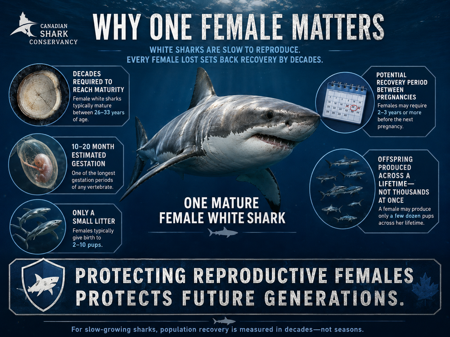 Conservation infographic explaining the decades of growth, long pregnancy, small litters and recovery time represented by one mature female white shark.