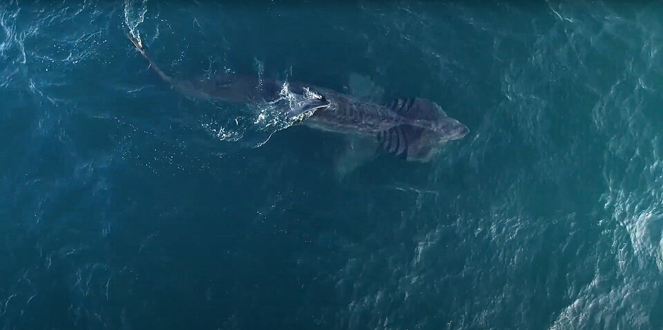 Overhead view of a basking shark swimming through blue ocean water.