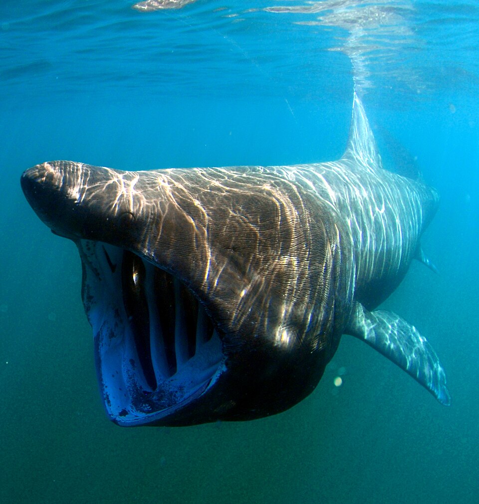 A basking shark swimming underwater with its mouth open while filter feeding.