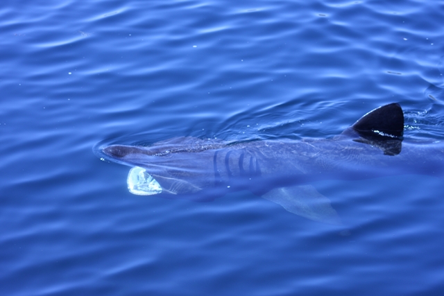 A basking shark filter feeding just below the ocean surface.