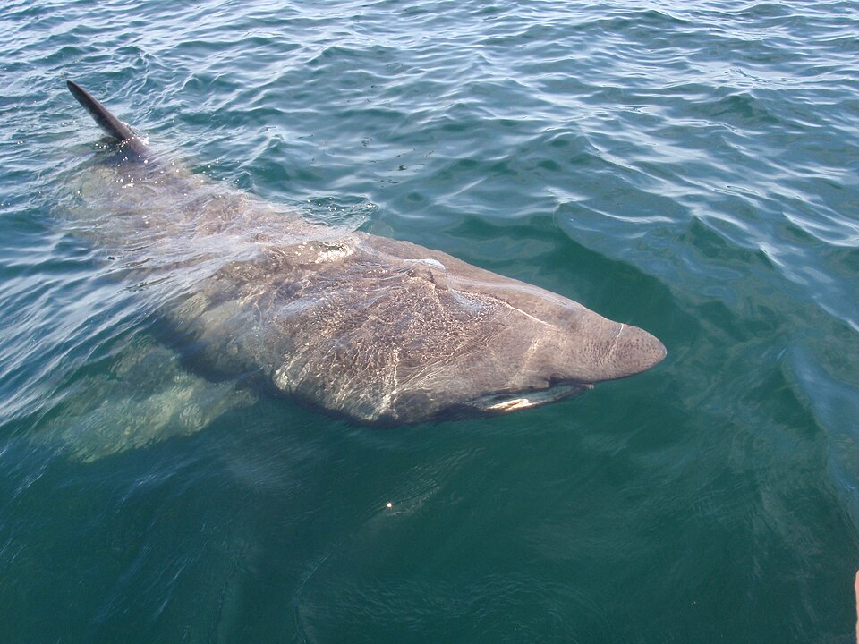 A basking shark swimming near the ocean surface.