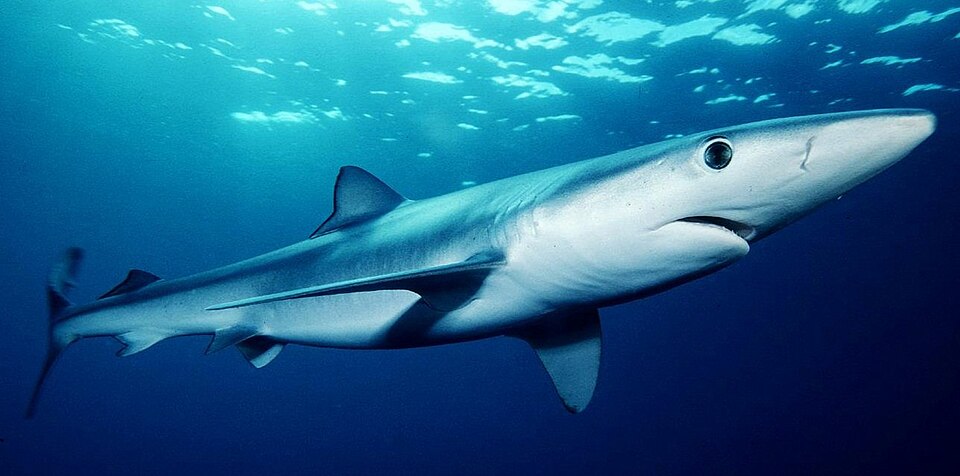 A blue shark swimming beneath the sunlit ocean surface.