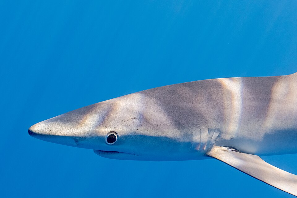 Close-up side view of a blue shark head and pectoral fin.