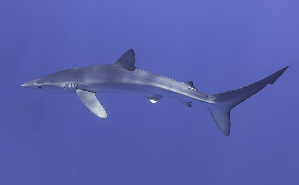 A blue shark swimming in profile through clear blue water.