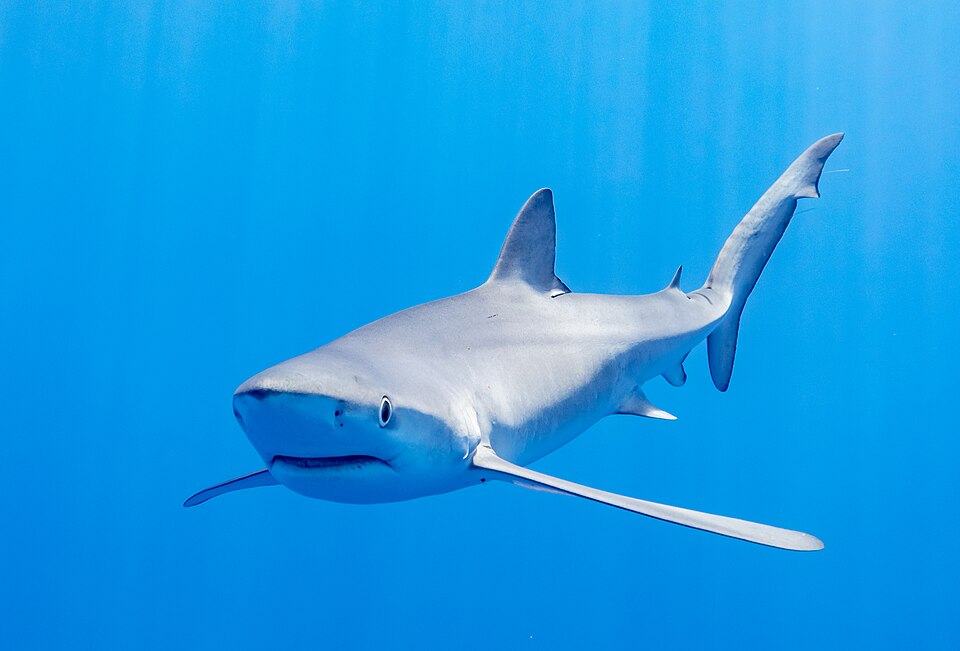 A blue shark approaching the camera with its long pectoral fins extended.