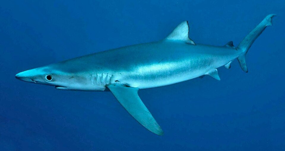 A blue shark swimming in open water near the Channel Islands.