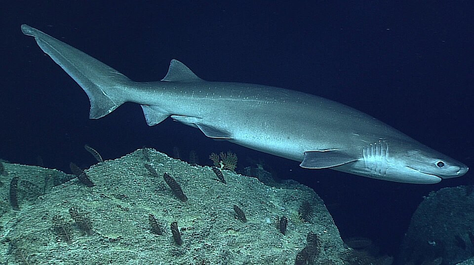A bluntnose sixgill shark swimming over rocky habitat near Wake Island