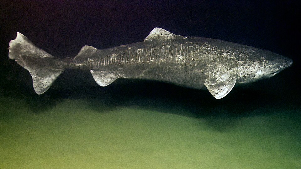 A Greenland shark swimming over the seafloor in deep water.