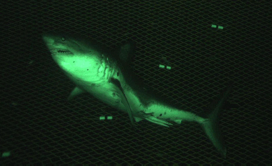A Salmon Shark recorded inside a NOAA CamTrawl survey net.