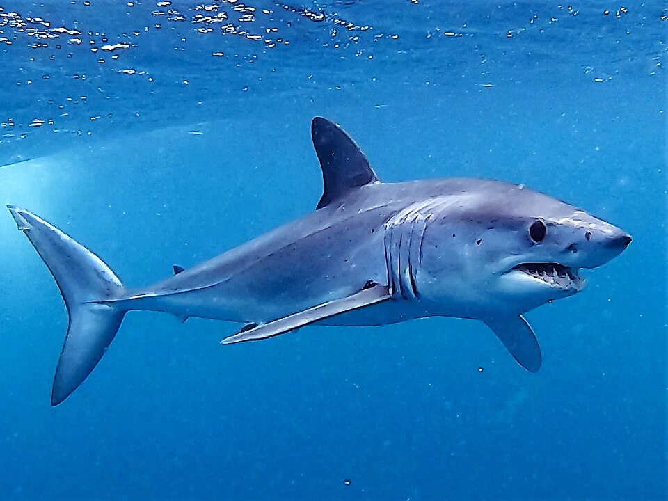 A shortfin mako shark swimming through clear blue water.