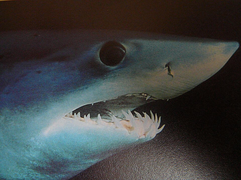 Close-up view of a shortfin mako shark head and teeth.
