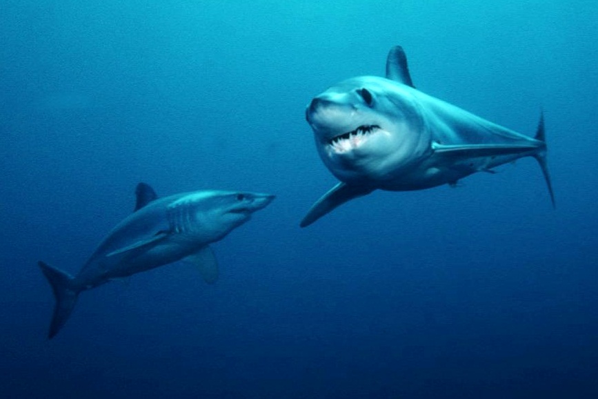 Two shortfin mako sharks swimming in open water.
