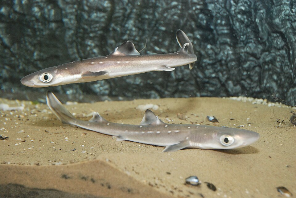 Two spiny dogfish swimming over sand in an aquarium.