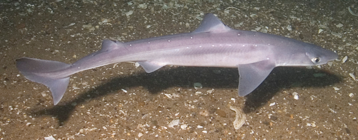 A spiny dogfish swimming above a sandy seafloor.