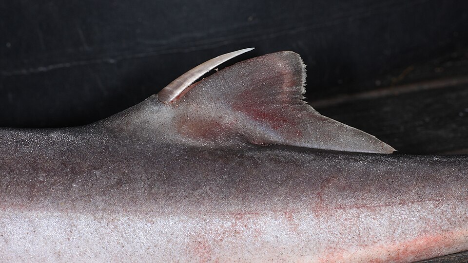 Close-up of the prominent spine in front of a spiny dogfish dorsal fin.