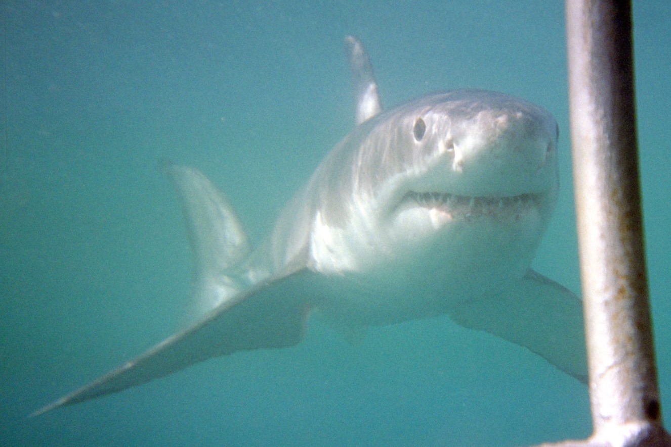 A white shark swimming near the ocean surface.