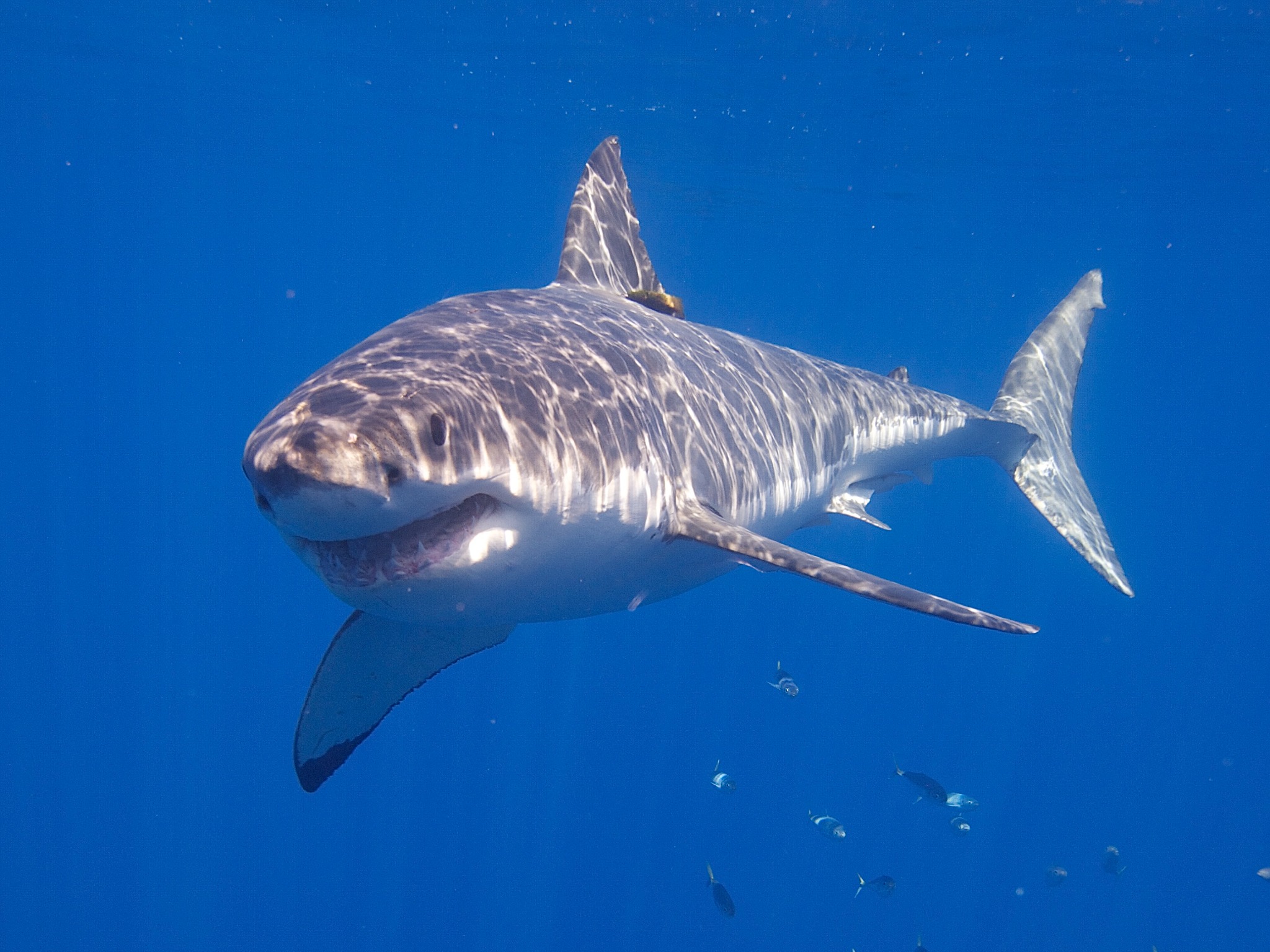 A white shark seen underwater in the open ocean.