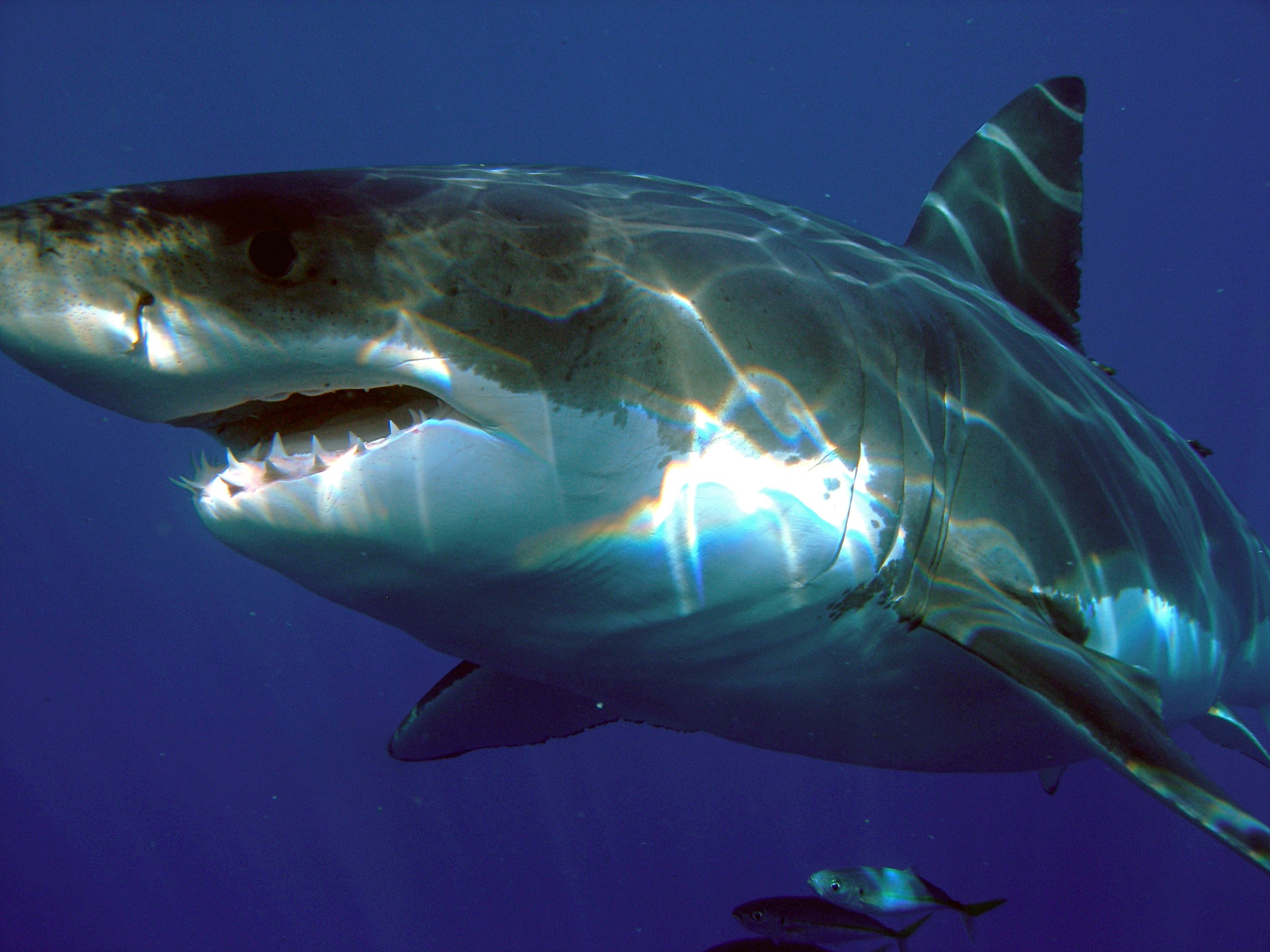 A white shark moving through blue ocean water.